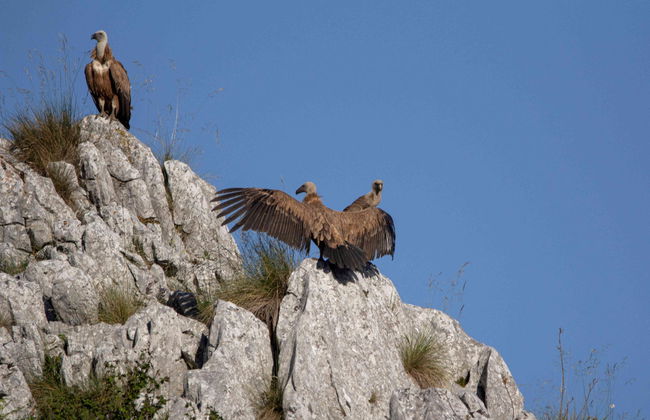 Excursion aux lacs de Covadonga en petit groupe - Photo 3