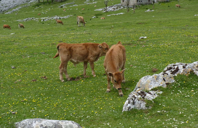 Excursión a los lagos de Covadonga en grupo reducido - Foto 4