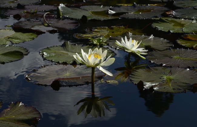 Villa Rica & El Oconal Lagoon Day Trip - Photo 1