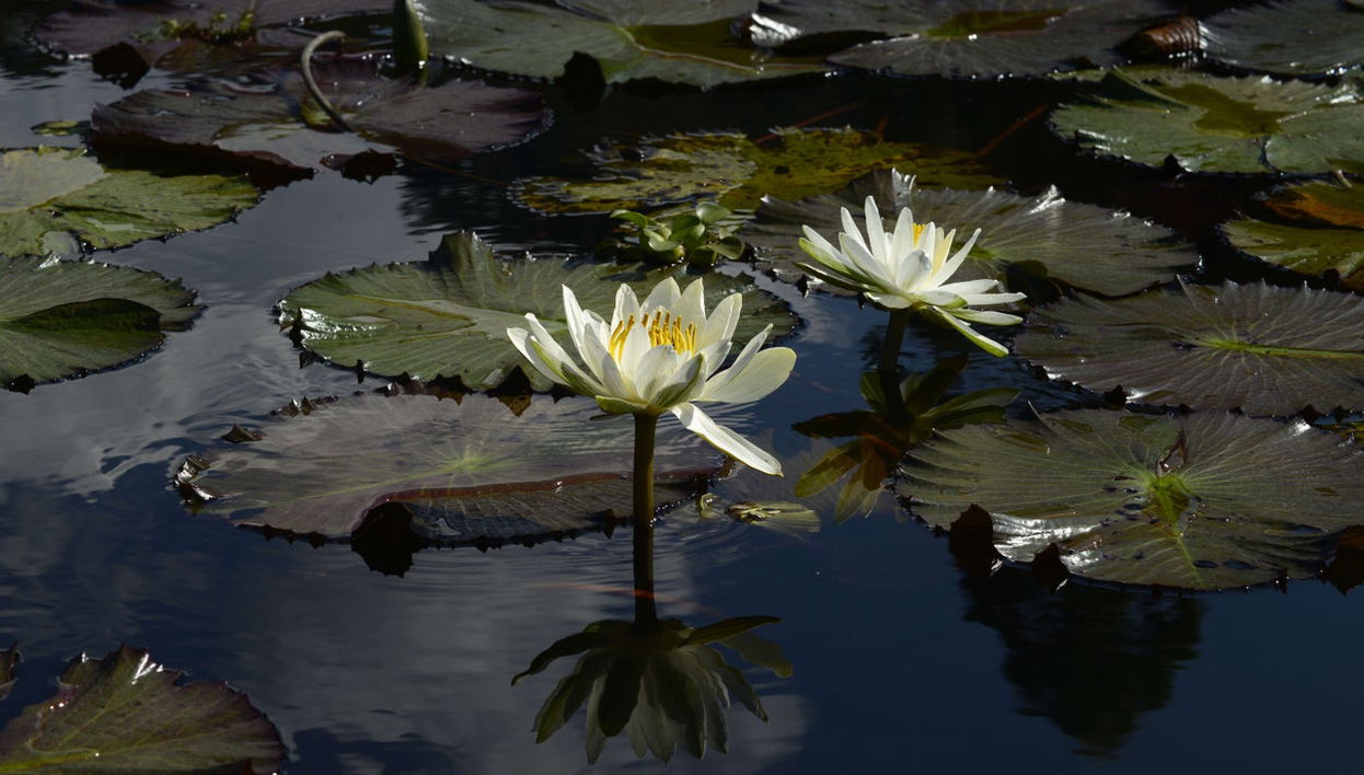 Excursión a Villa Rica y laguna El Oconal - Foto 1