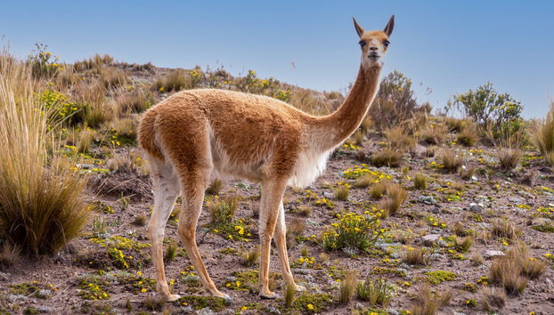 Hiking the Chimborazo Volcano - Foto 5
