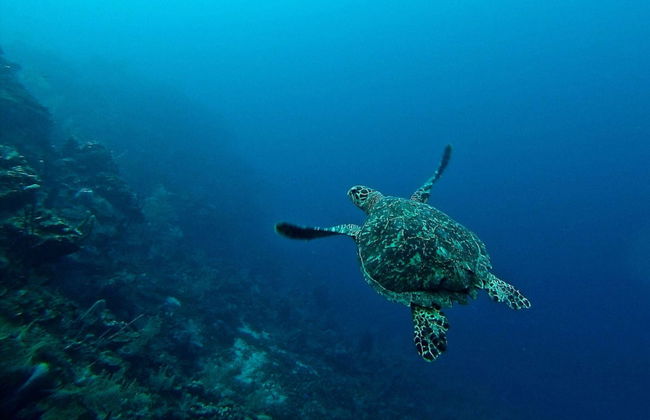 Bautismo de buceo en Maafushi - Foto 6