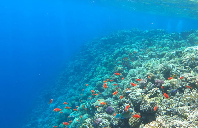Paseo en submarino por Maafushi - Foto 4