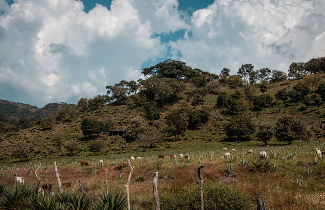 Excursión a una destilería de mezcal de Etúcuaro - Foto 1