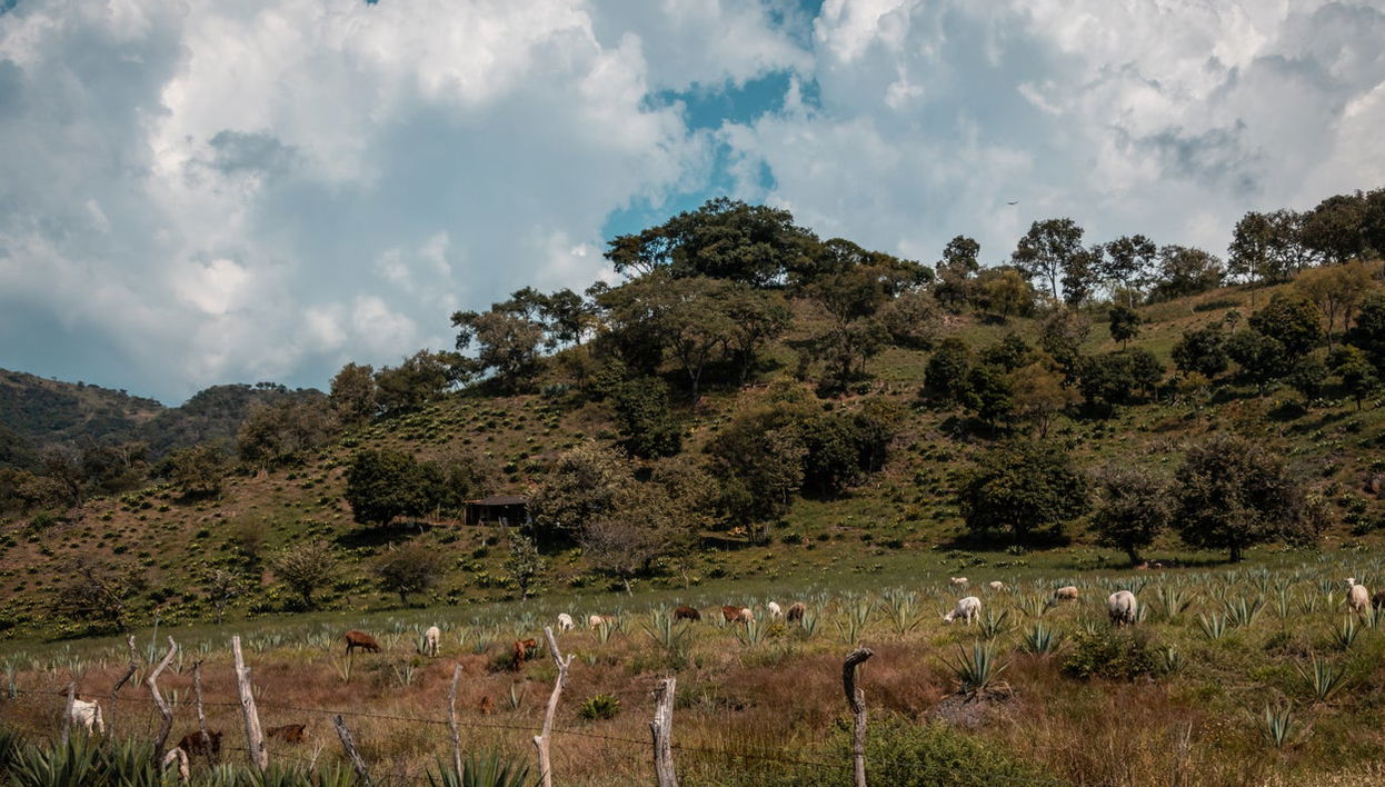 Excursión a una destilería de mezcal de Etúcuaro - Foto 1