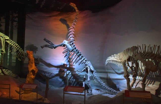 The Paleontological Museum Ticket - Photo 3