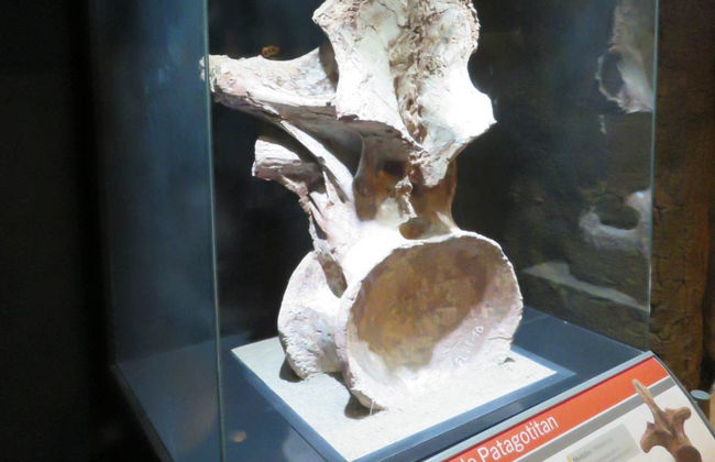 Entrada al Museo Paleontológico - Foto 5