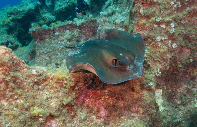 Snorkel en São Miguel - Foto 1