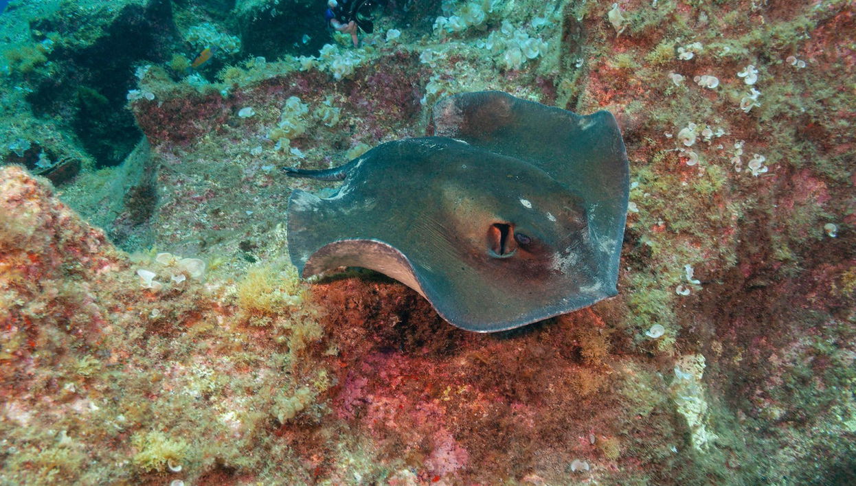 Snorkeling in São Miguel - Foto 1