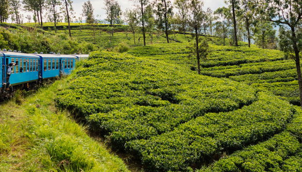 Kandy Private Trip - Foto 5