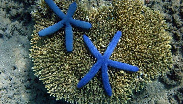 Snorkeling alle isole Gili - Foto 5