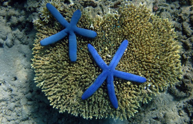 Snorkeling dans les îles Gili - Photo 5
