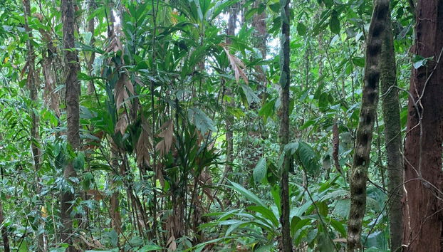 Corcovado Jungle Tour - Foto 3