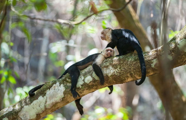 Corcovado Jungle Tour - Foto 1