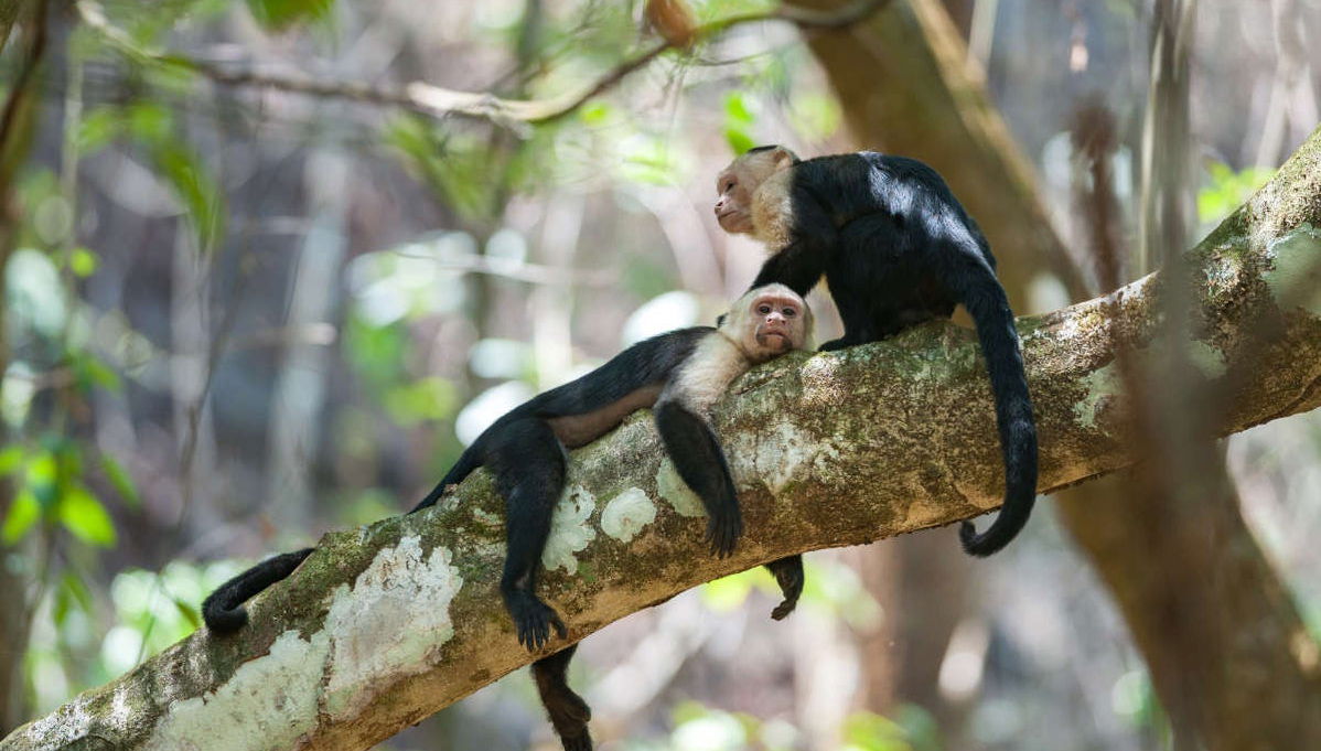 Corcovado Jungle Tour - Foto 1