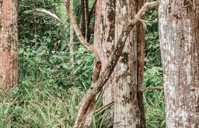 Excursión a la selva de Corcovado - Foto 6