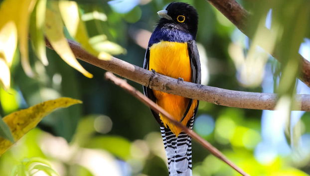 Corcovado Jungle Tour - Foto 2