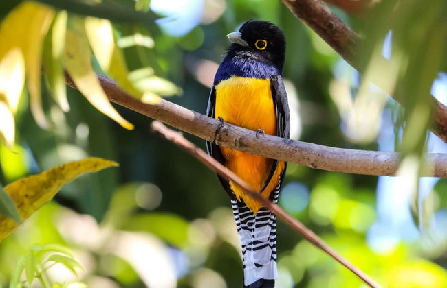 Corcovado Jungle Tour - Foto 2