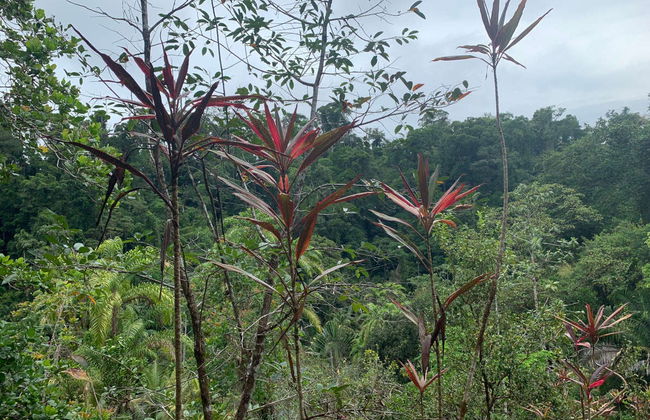 Excursión a la selva de Corcovado - Foto 3