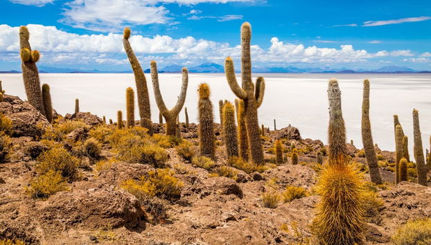 Excursión al salar de Uyuni - Foto 4