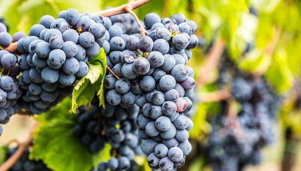 Dégustation de vins à Montalcino - Photo 3