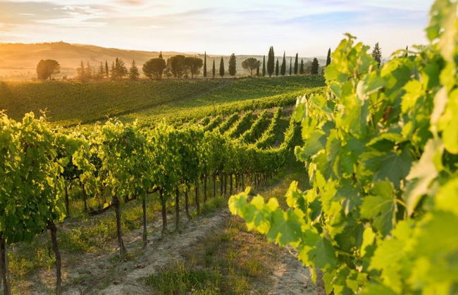 Degustação de vinhos em Montalcino - Foto 4