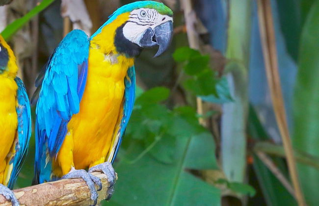 Avistamento de aves em Gran Mojos - Foto 6