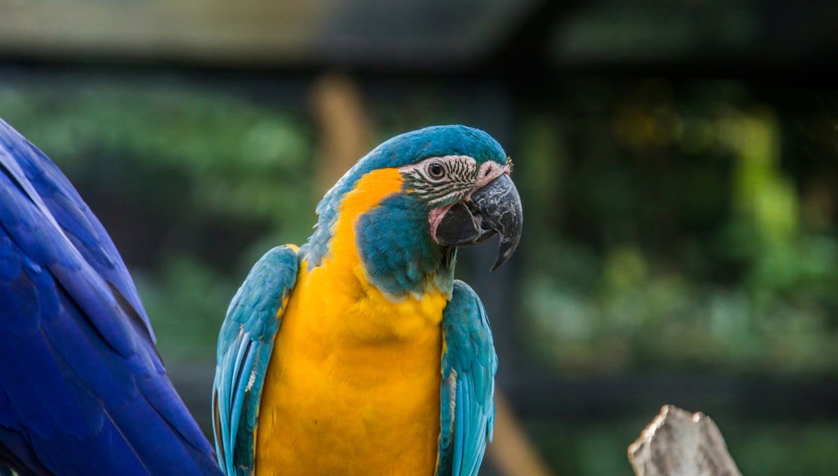 Gran Mojos Birdwatching Activity - Photo 1