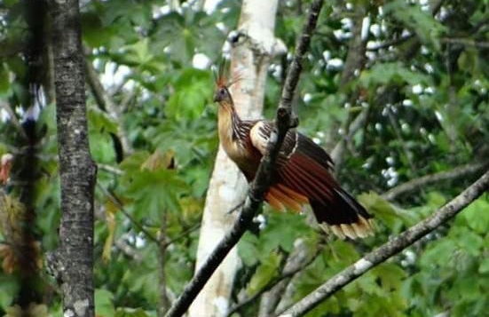 Avistamento de aves em Gran Mojos - Foto 2