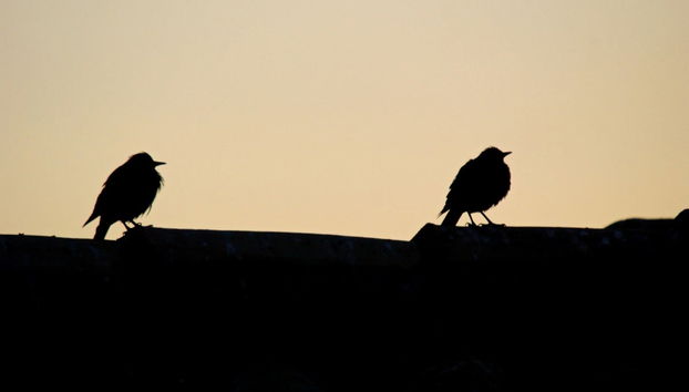 Gran Mojos Birdwatching Activity - Photo 2