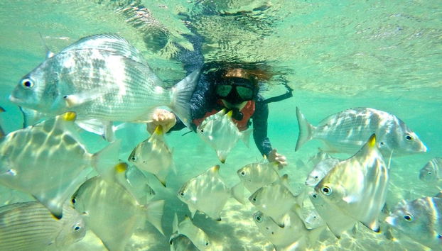 Tour en kayak + Snorkel en Gold Coast - Foto 4