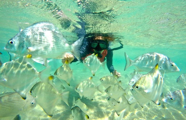 Kayak and Snorkel Dolphin-Watching Tour - Foto 4