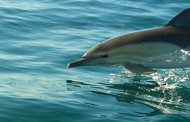Avistamiento de delfines en Olhao - Foto 8