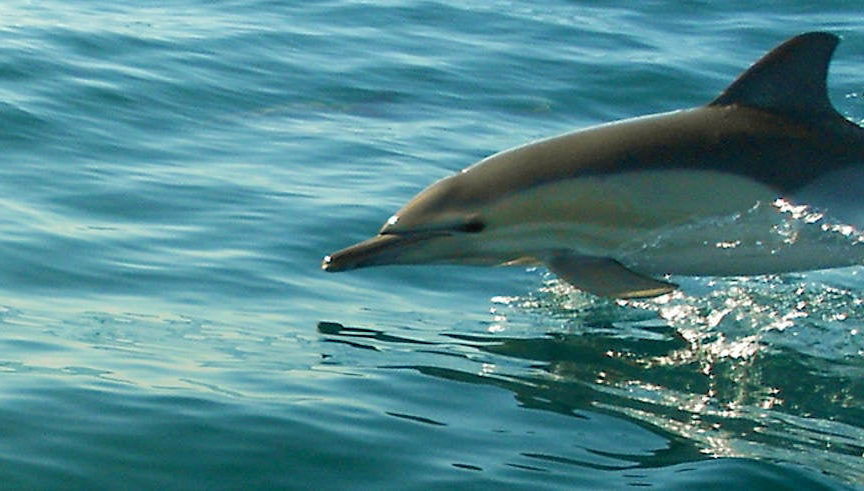Observation de dauphins à Olhão