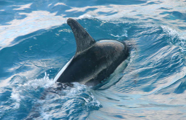 Avistamiento de delfines en Olhao - Foto 7