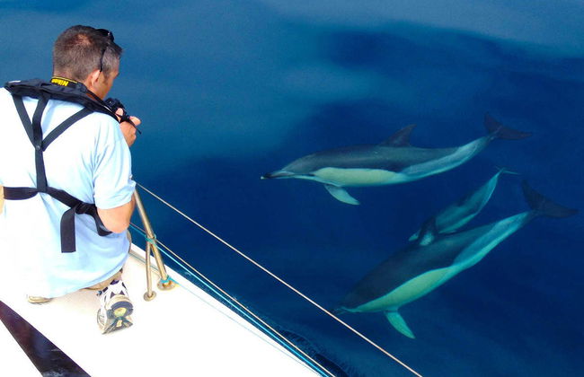 Avistamiento de delfines en Olhao - Foto 5