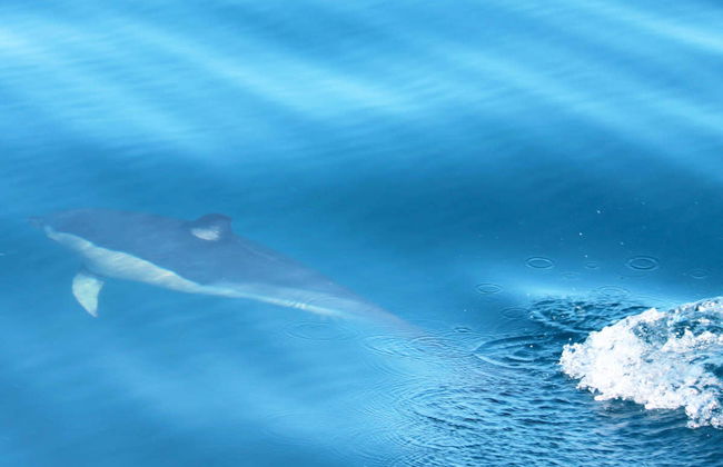 Avistamiento de delfines en Olhao - Foto 4