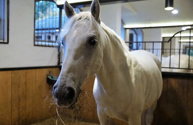 Excursão a Lipica e grutas de Skocjan - Foto 4
