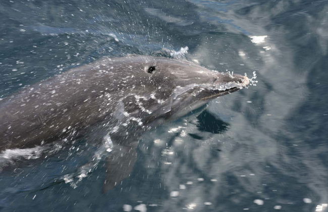 Giro in catamarano con avvistamento di delfini - Foto 7