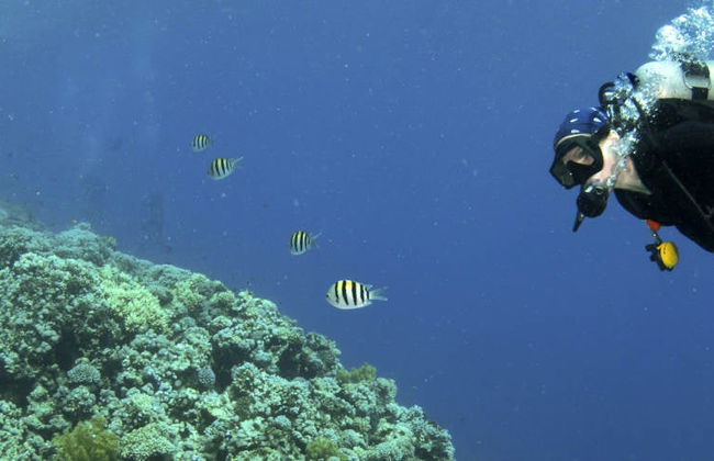 Buceo en Koh Tao - Foto 6