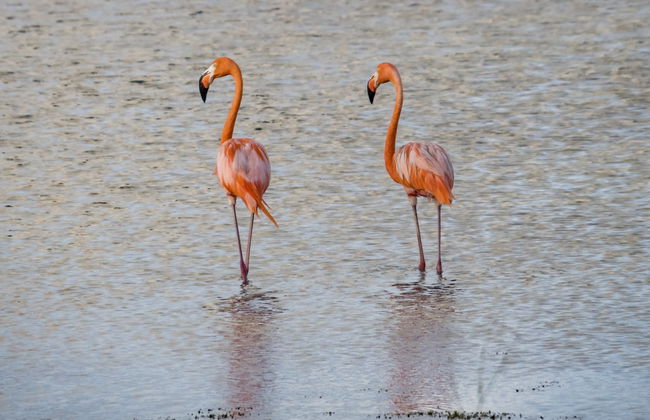 Curaçao Island Tour - Photo 6