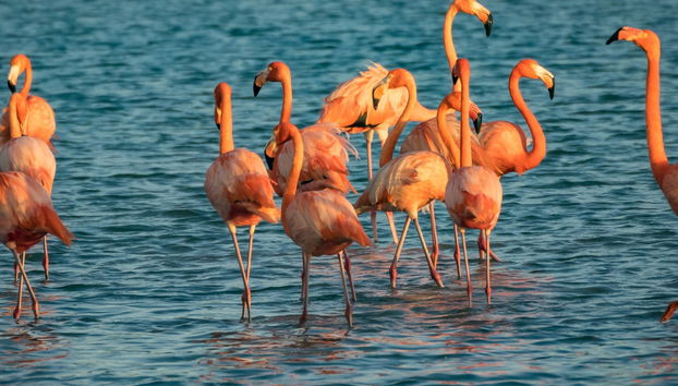 Curaçao Island Tour - Photo 3