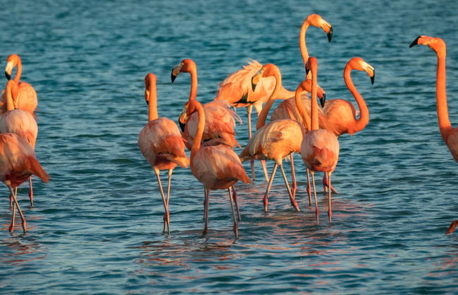 Curaçao Island Tour - Photo 3