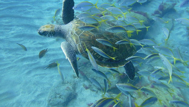 Snorkel en la Pared de El Palmar - Foto 2