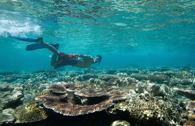 Snorkel en la Pared de El Palmar - Foto 1