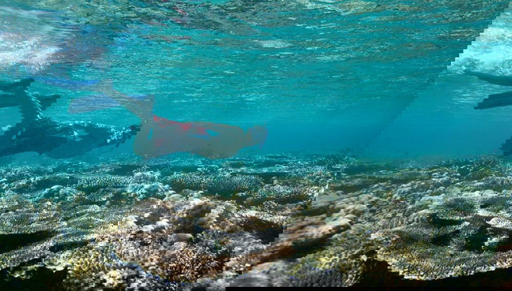 Snorkel en la Pared de El Palmar - Foto 1