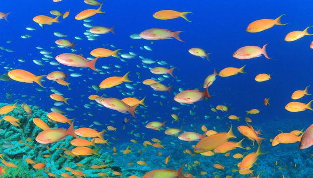 Snorkel en la Pared de El Palmar - Foto 3