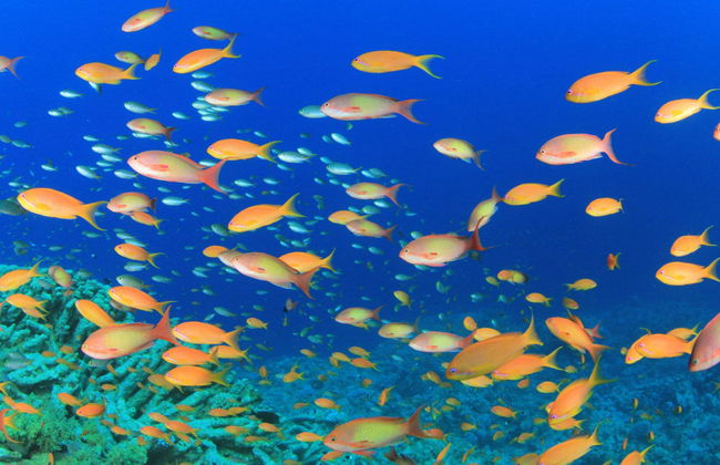 Snorkel en la Pared de El Palmar - Foto 3