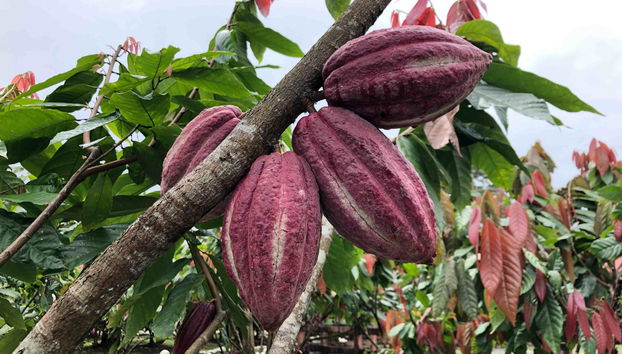 Escursione di 2 giorni alla comunità indigena di Yorkín - Foto 2