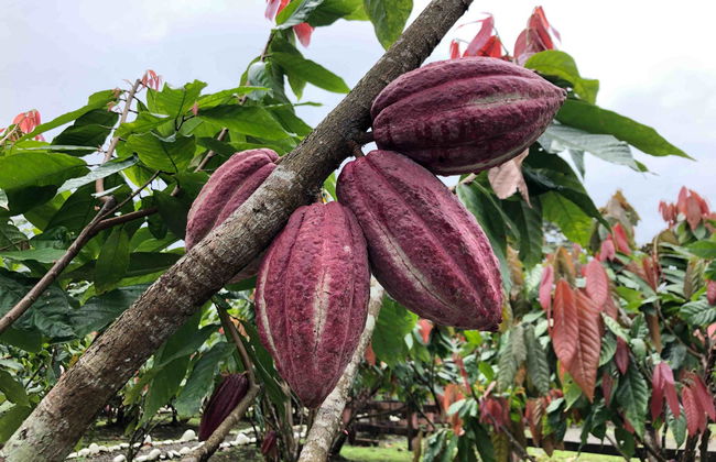 Yorkín Indigenous Community: 2 Day Tour - Foto 1